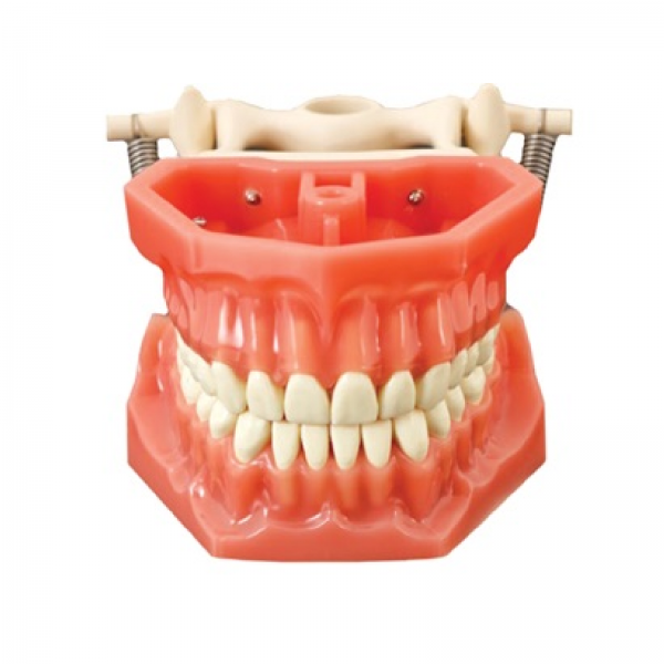 Arma Dental Study Model